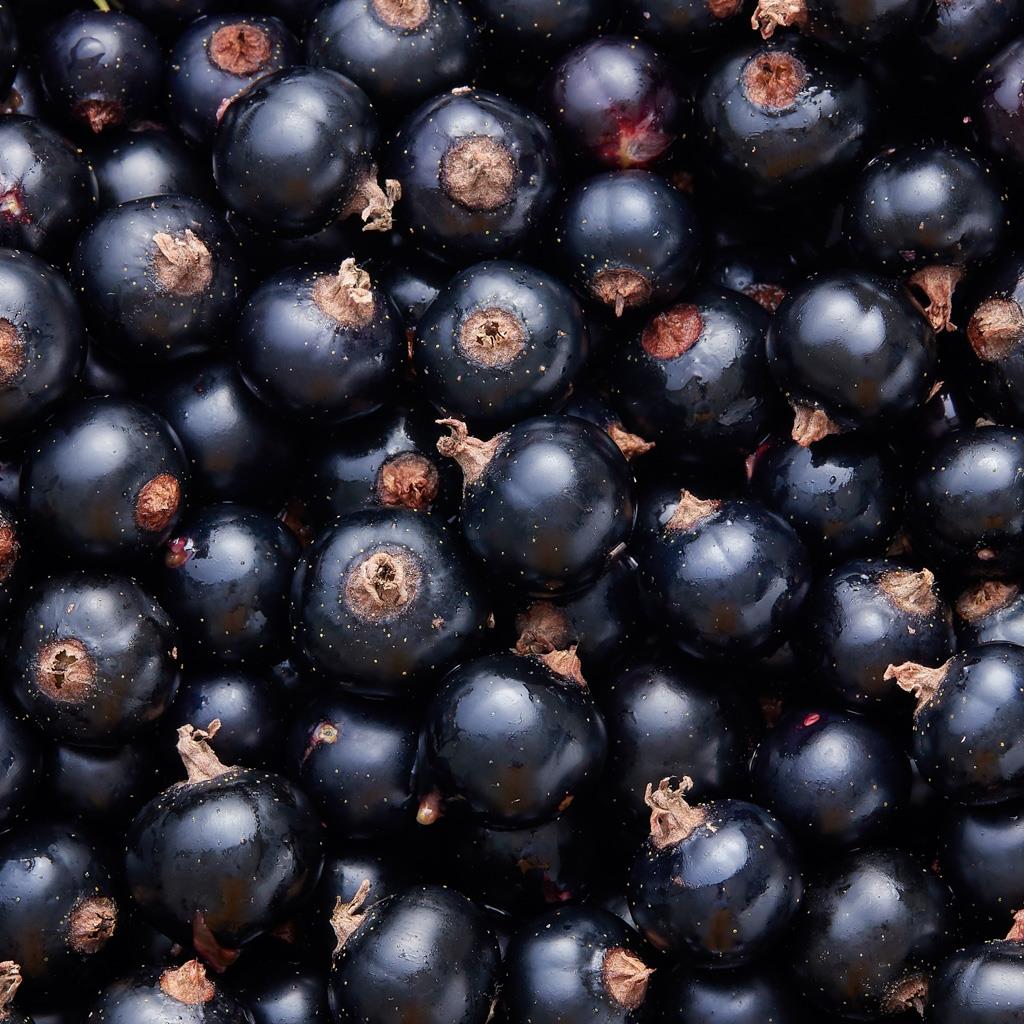 Blackcurrent | Vivasan